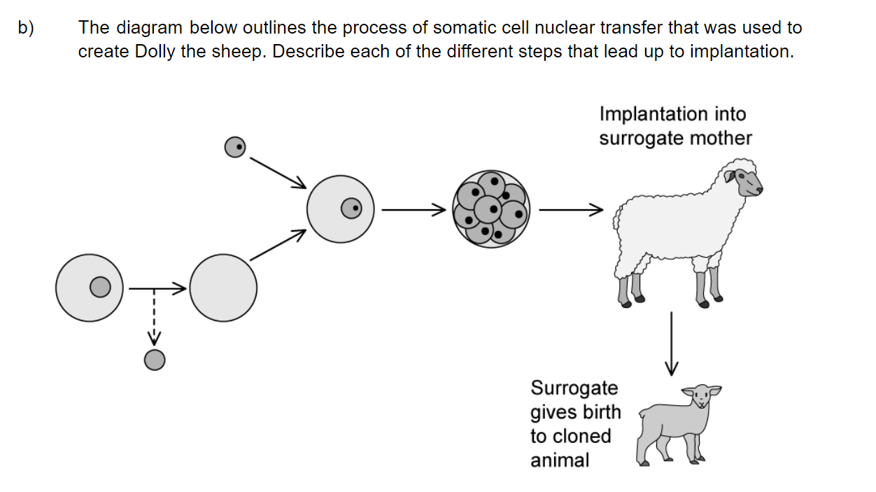 q2b_3-4-genetic-modification-_-biotechnology_sq_ib_sl_biology