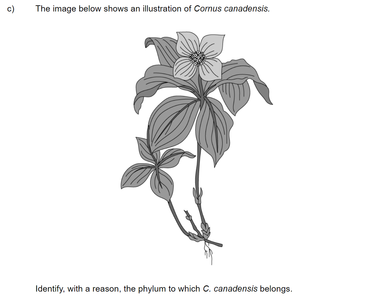 q1c_52-classification-_-cladistics_medium_sq_ib_sl_biology