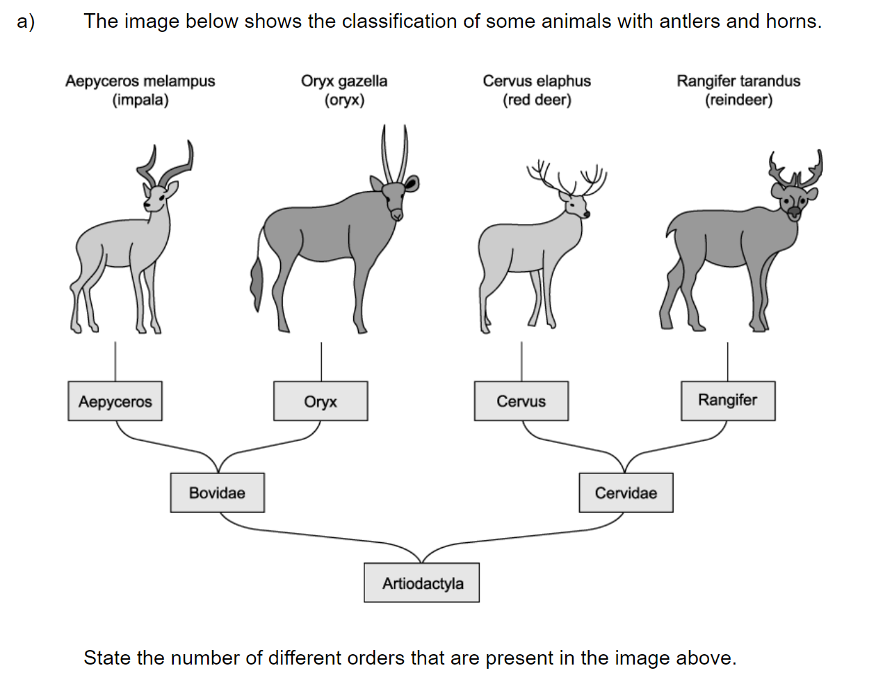 q4a_52-classification-_-cladistics_medium_sq_ib_sl_biology