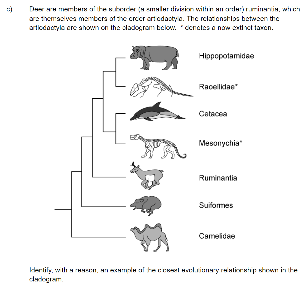 q4c_52-classification-_-cladistics_medium_sq_ib_sl_biology