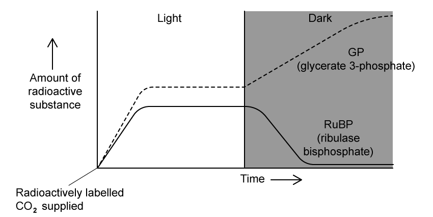 q1_photosynthesis_medium_ib_hl_biology_sq