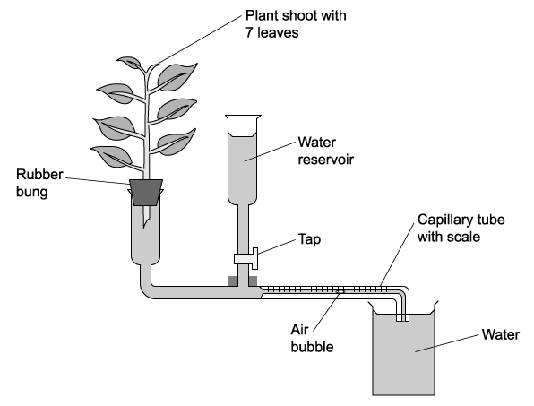 q2a_9-1_transport_in_the_xylem_of_plants_medium_ib_hl_biology_sq