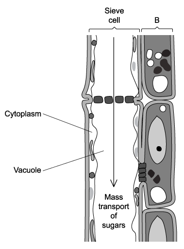 q1a_9-2_transport_in_the_phloem_of_plants_medium_ib_hl_biology_sq