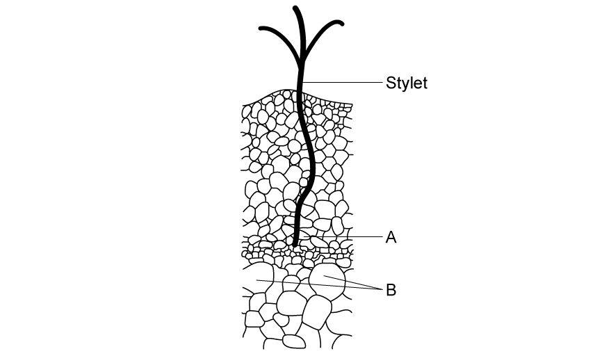 q4a_9-2_transport_in_the_phloem_of_plants_medium_ib_hl_biology_sq