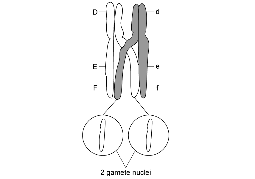 q2b_9-2_transport_in_the_phloem_of_plants_medium_ib_hl_biology_sq