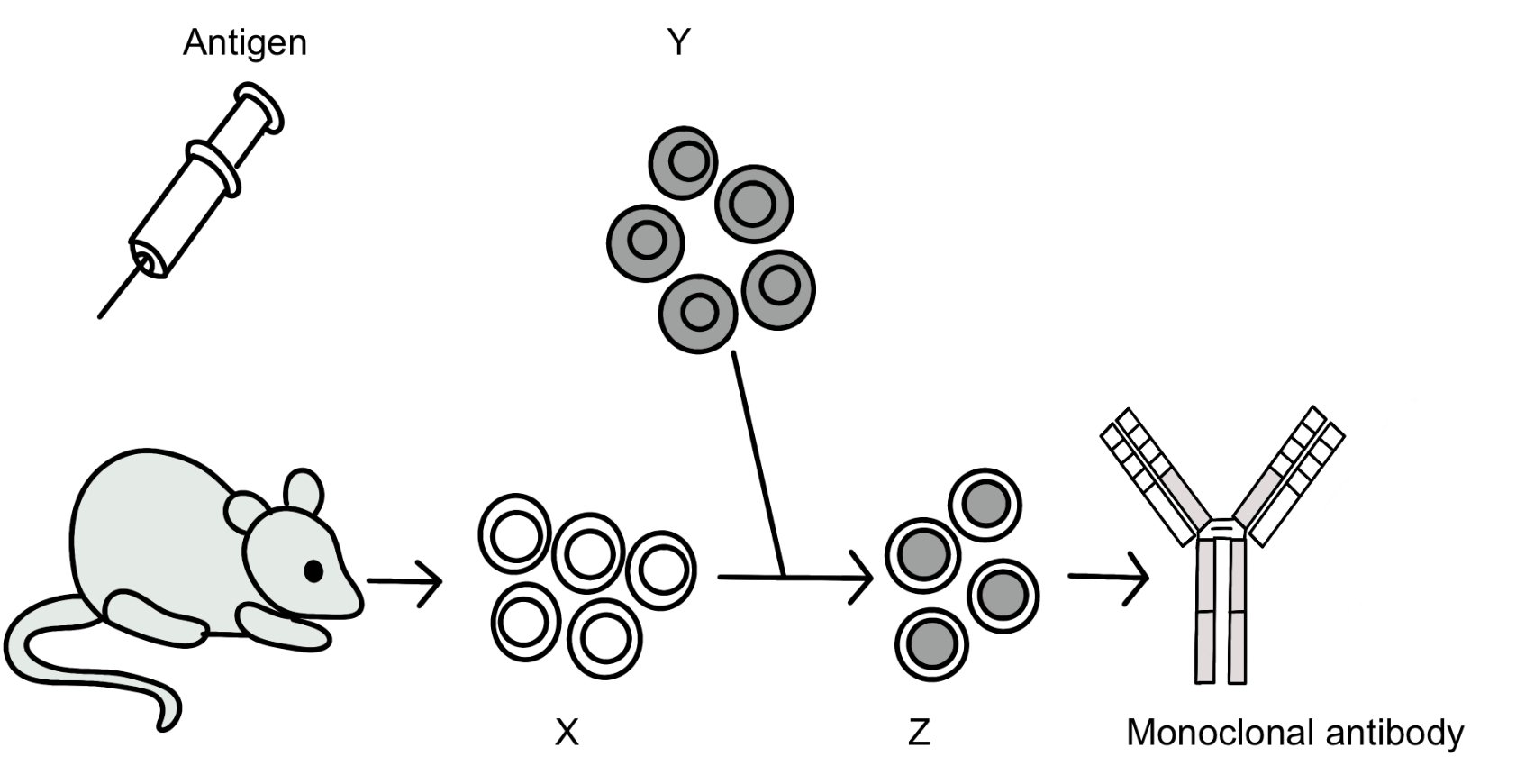 q9_11-1_antibody_production_vaccination_ib_biology_hl_mcq