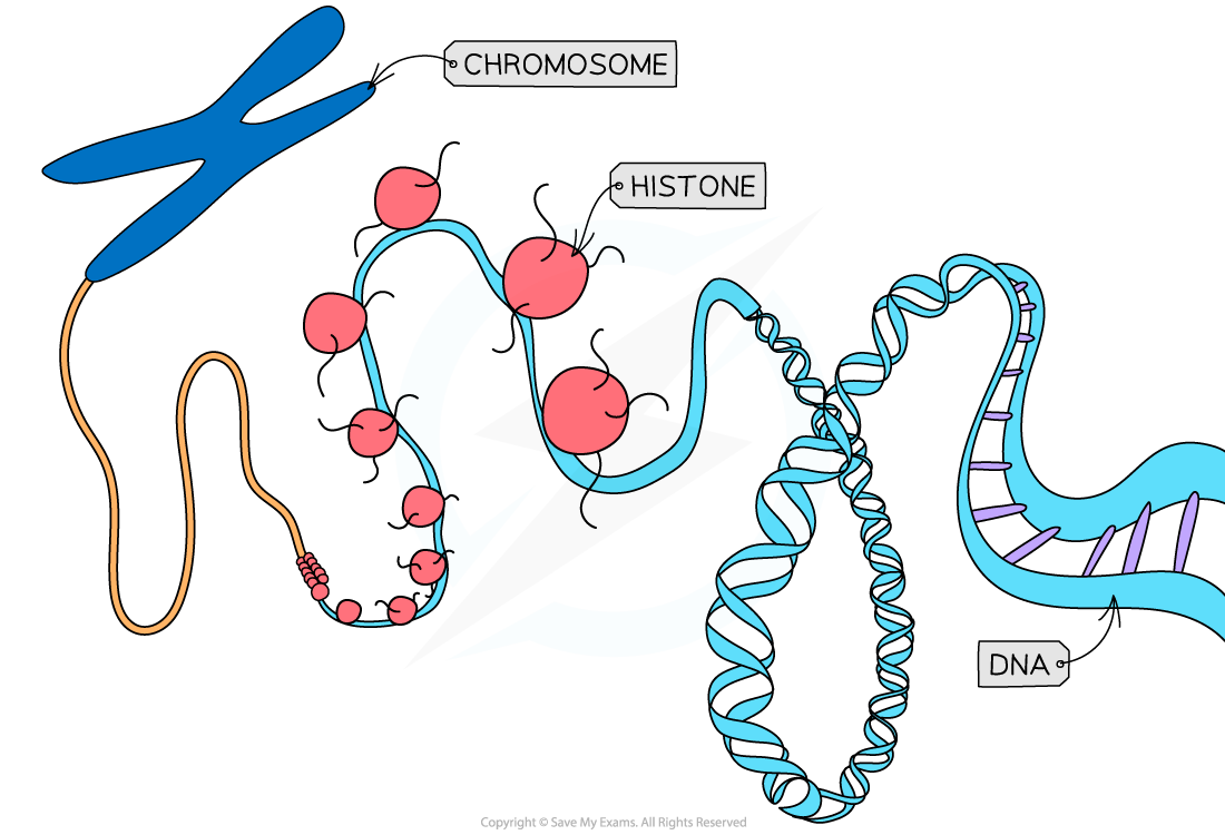 histones