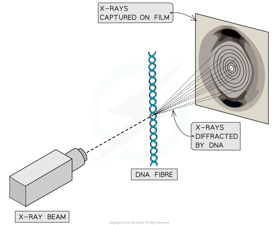 summary-of-rosalind-franklins-x-ray-diffraction-investigation, downloadable IB Biology revision notes