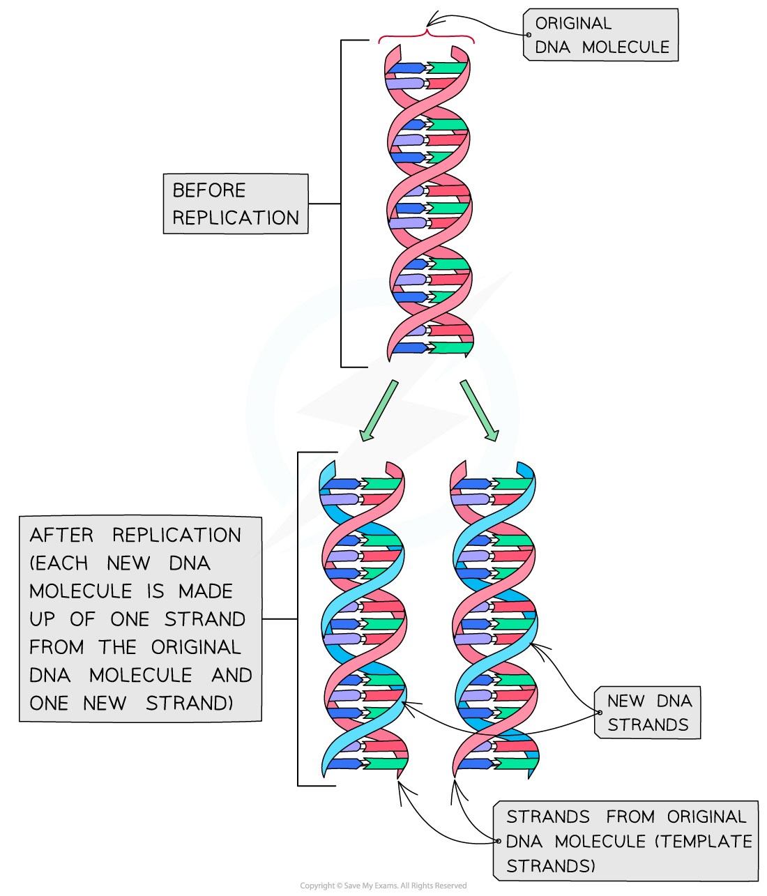 Semi-conservative replication of DNA