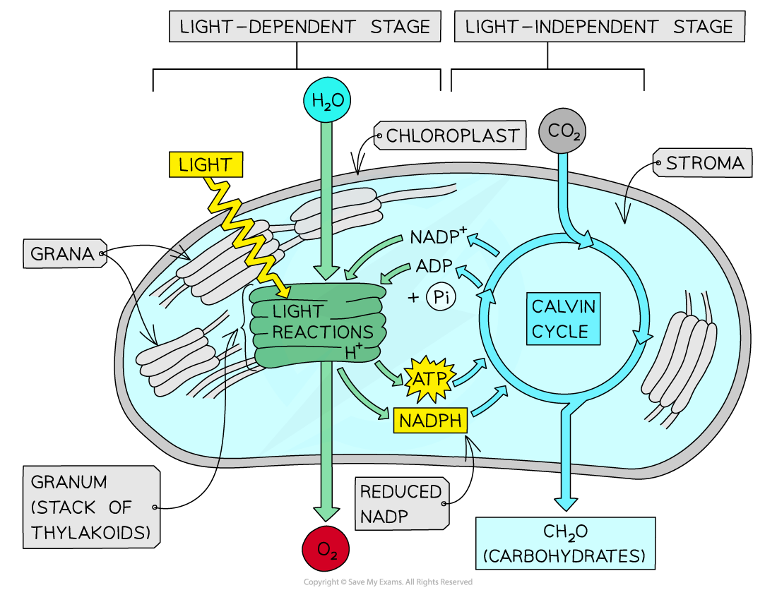 The two stages of photosynthesis