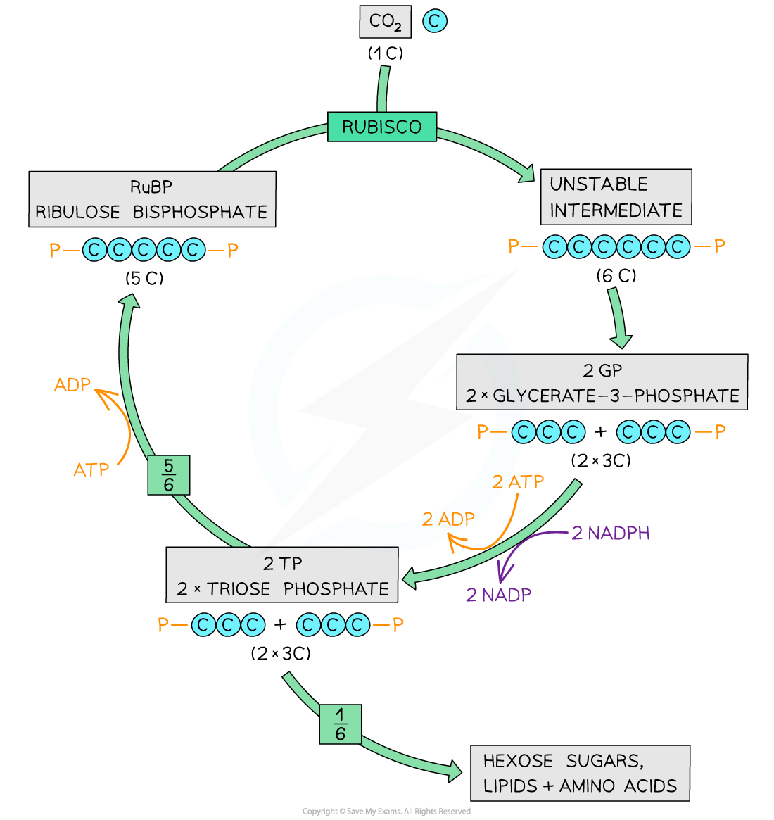 The Calvin cycle