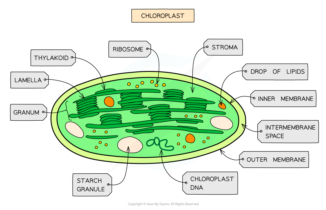 Cell components_Chloroplast