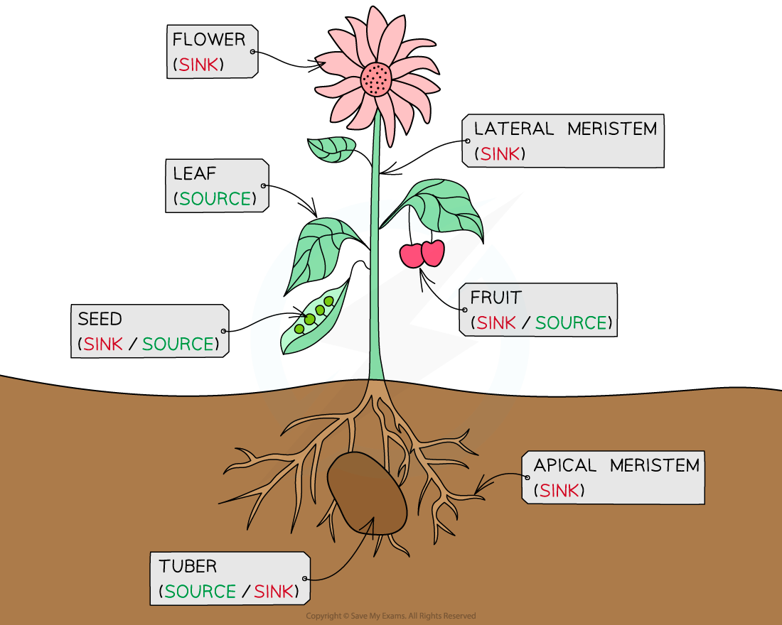 Movement in the Phloem