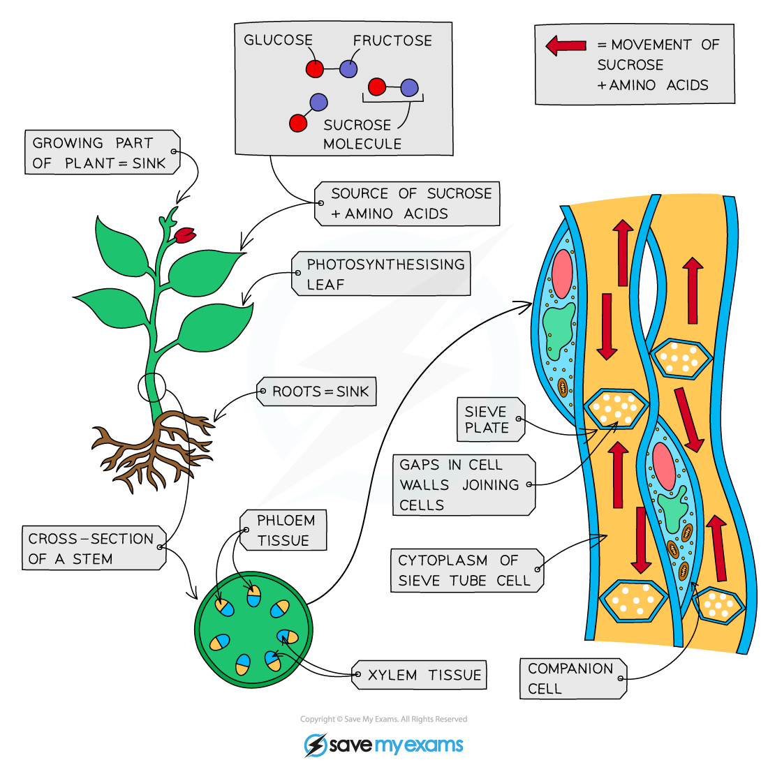 Translocation through the phloem