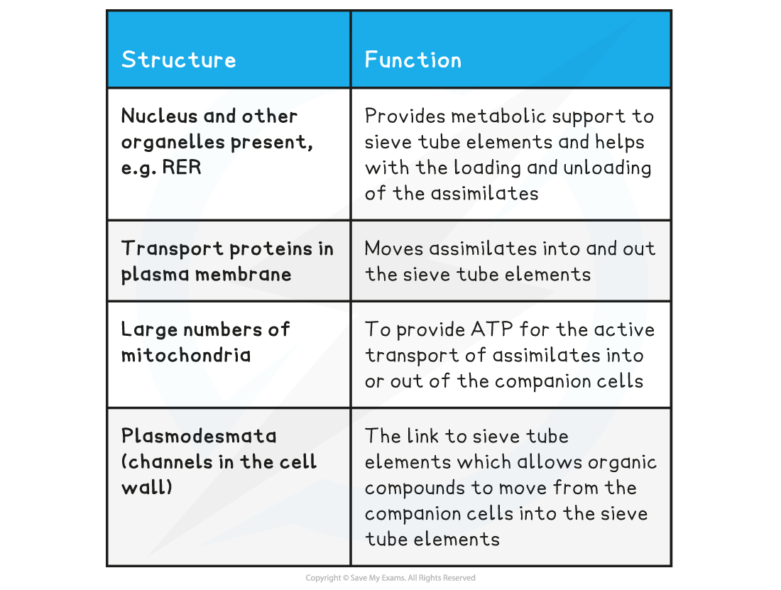 Phloem companion cells structure & function table