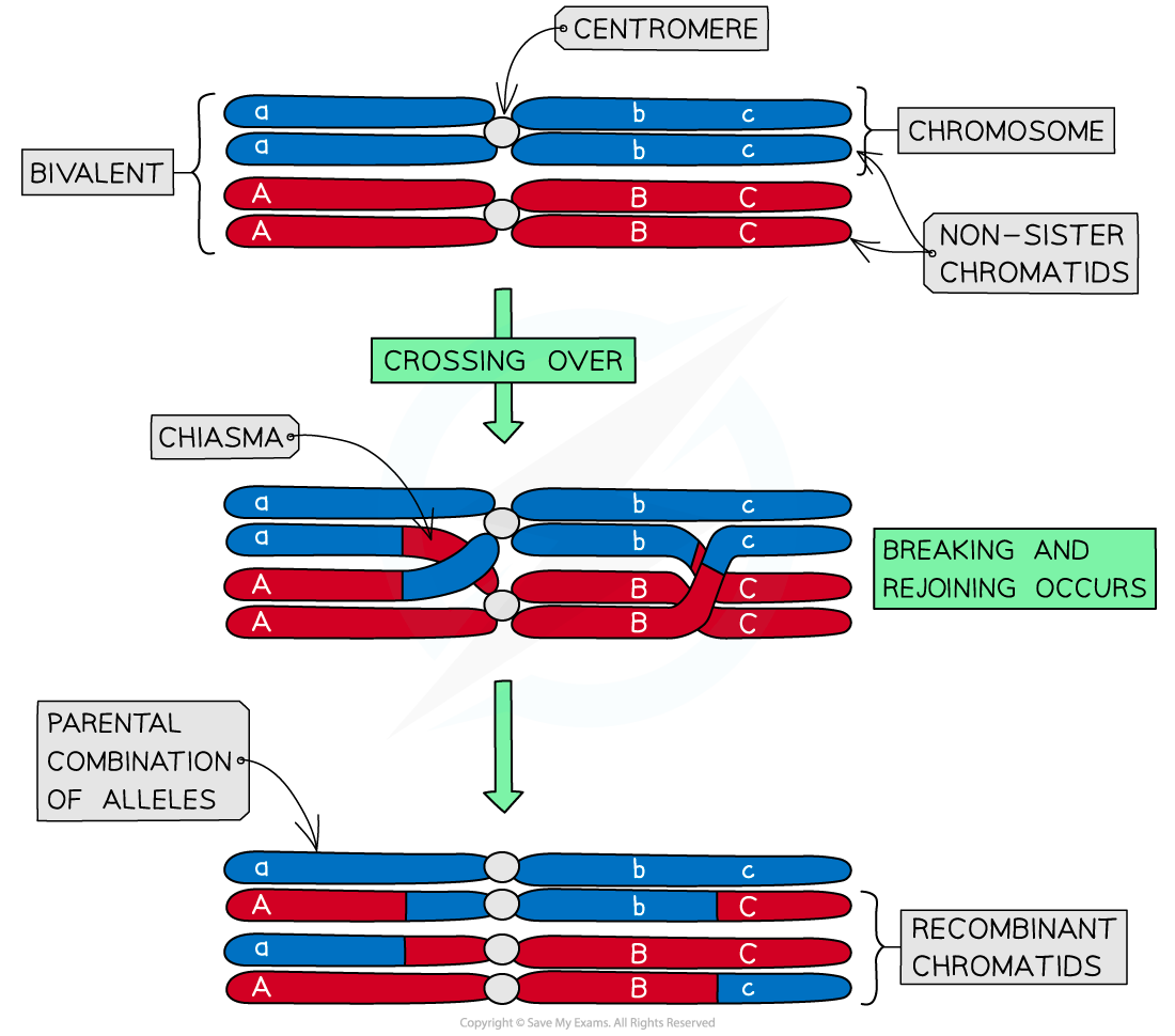 Genetic Variation Crossing Over