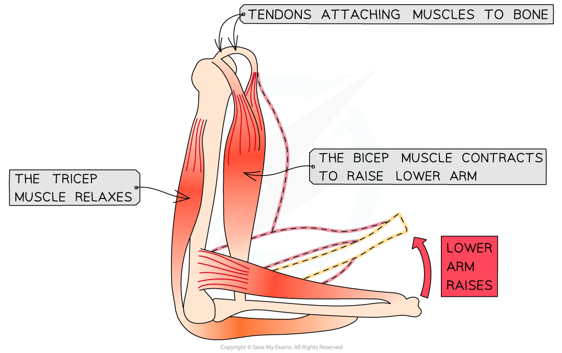 Muscle pair