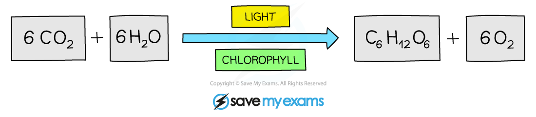 Balanced chemical equation for photosynthesis, IGCSE & GCSE Biology revision notes