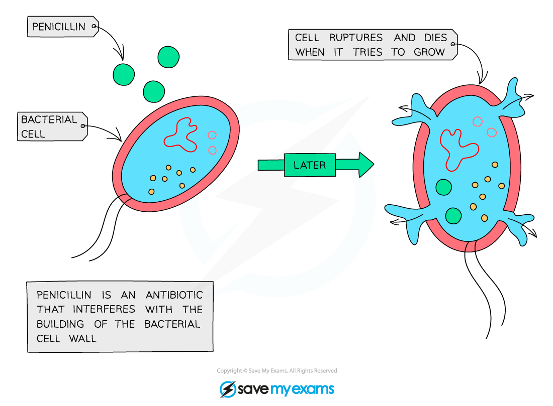 How antibiotics work, IGCSE & GCSE Biology revision notes