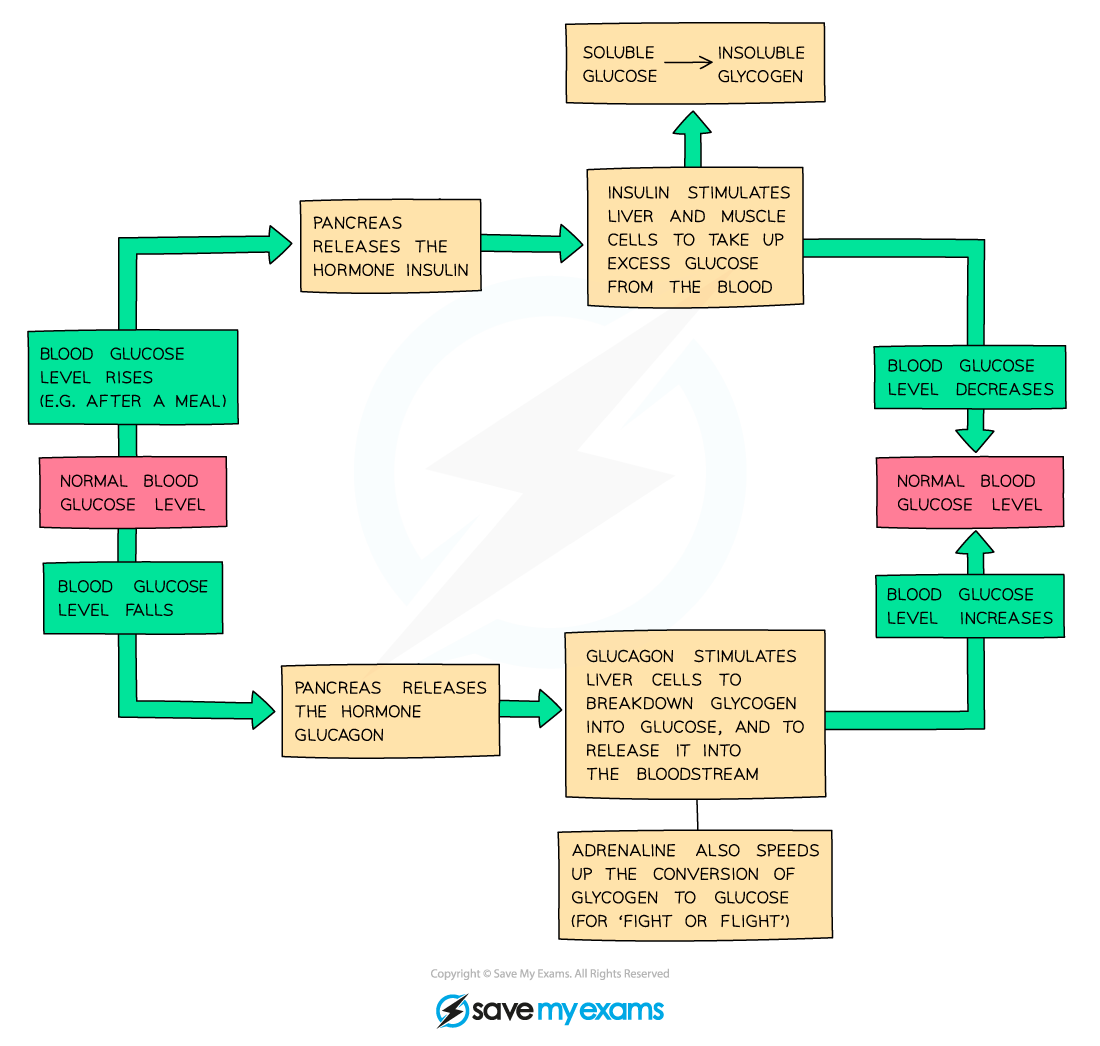 Negative feedback regulation of blood glucose levels, IGCSE & GCSE Biology revision notes