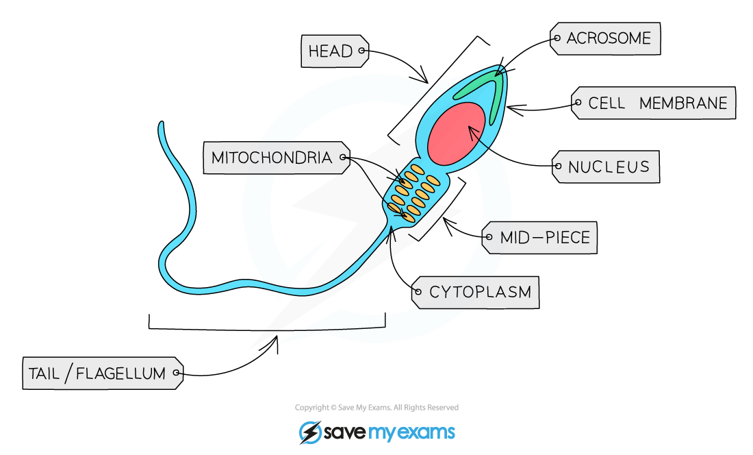 Sperm Cell, IGCSE & GCSE Biology revision notes