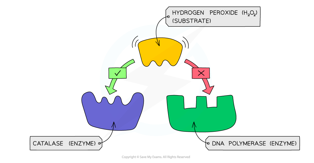 Enzyme Specificity Examples, downloadable IGCSE & GCSE Biology revision notes