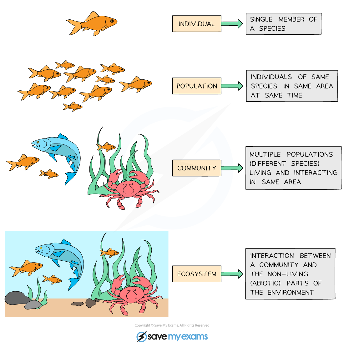 Levels of Organisation in an Ecosystem, downloadable IGCSE & GCSE Biology revision notes