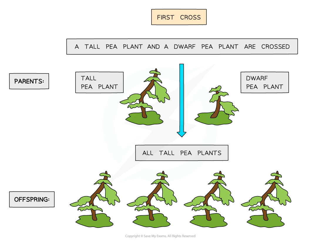 Mendel pea plant crosses (1), downloadable IGCSE & GCSE Biology revision notes