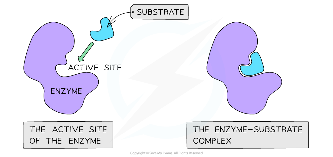 Active site, downloadable AS & A Level Biology revision notes