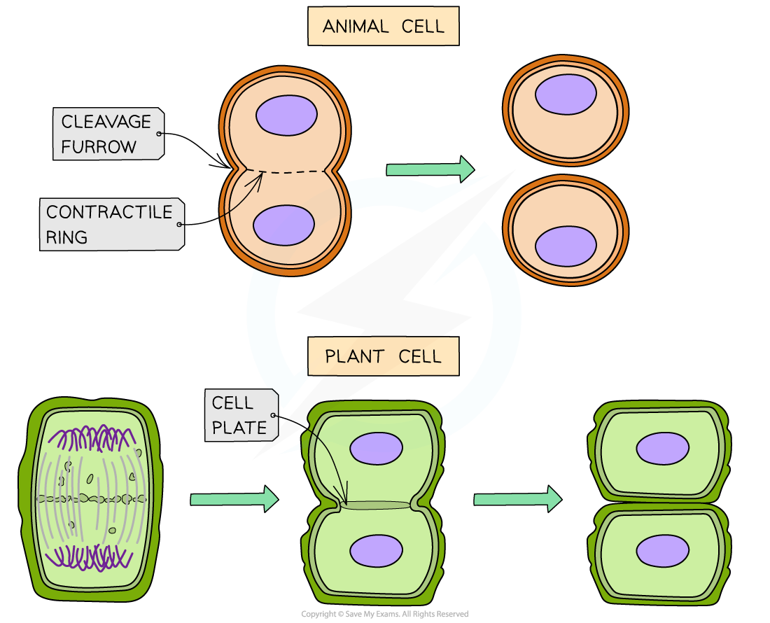 Cytokinesis in animal and plant cell, downloadable AS & A Level Biology revision notes