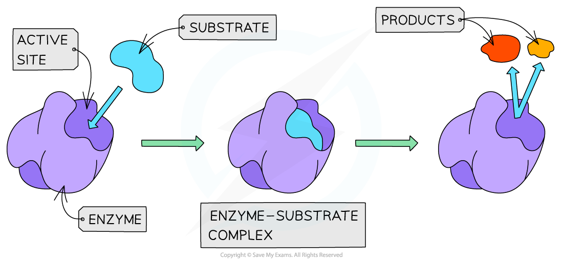 Enzyme-substrate complex, downloadable AS & A Level Biology revision notes