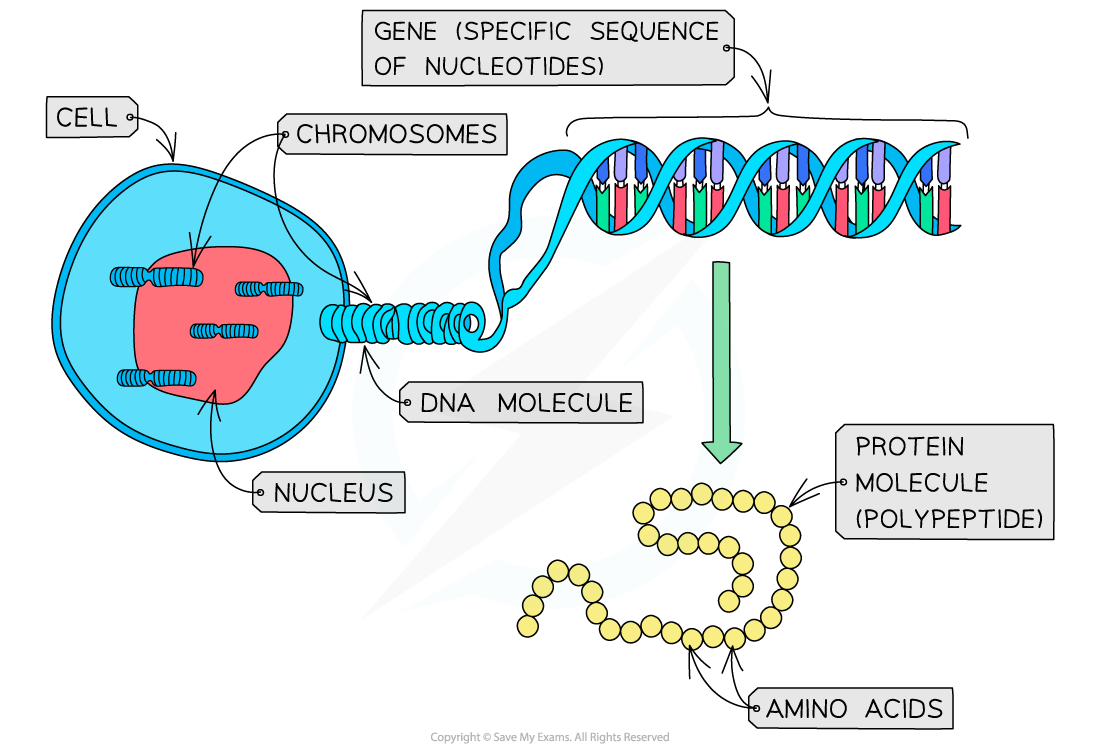 From gene to polypeptide, downloadable AS & A Level Biology revision notes