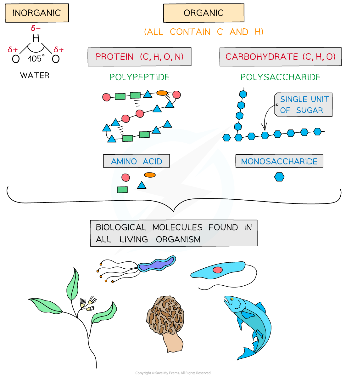 5 Biological molecules (2), downloadable IGCSE & GCSE Biology revision notes