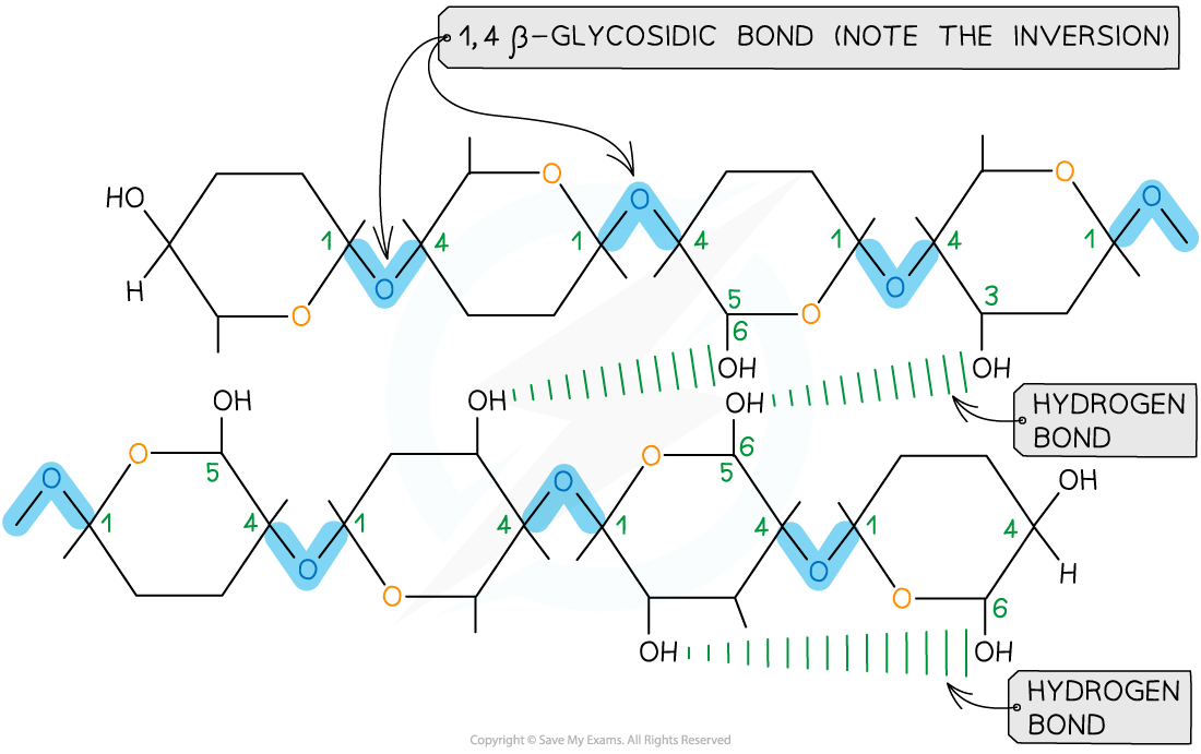 Cellulose_ hydrogen bond formation between chains, downloadable AS & A Level Biology revision notes