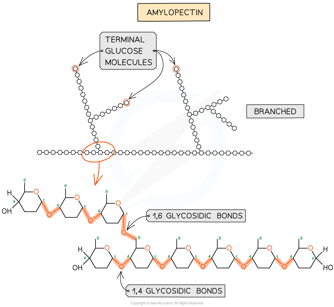 Starch and Glycogen_ Amylopectin, downloadable IGCSE & GCSE Biology revision notes