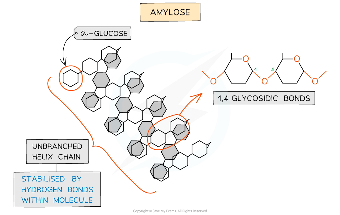 Starch and Glycogen_ Amylose, downloadable IGCSE & GCSE Biology revision notes