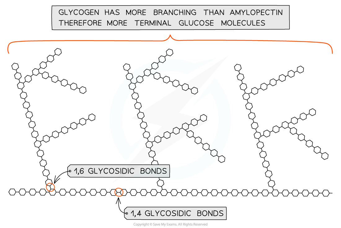 Starch and Glycogen_ Glycogen, downloadable IGCSE & GCSE Biology revision notes