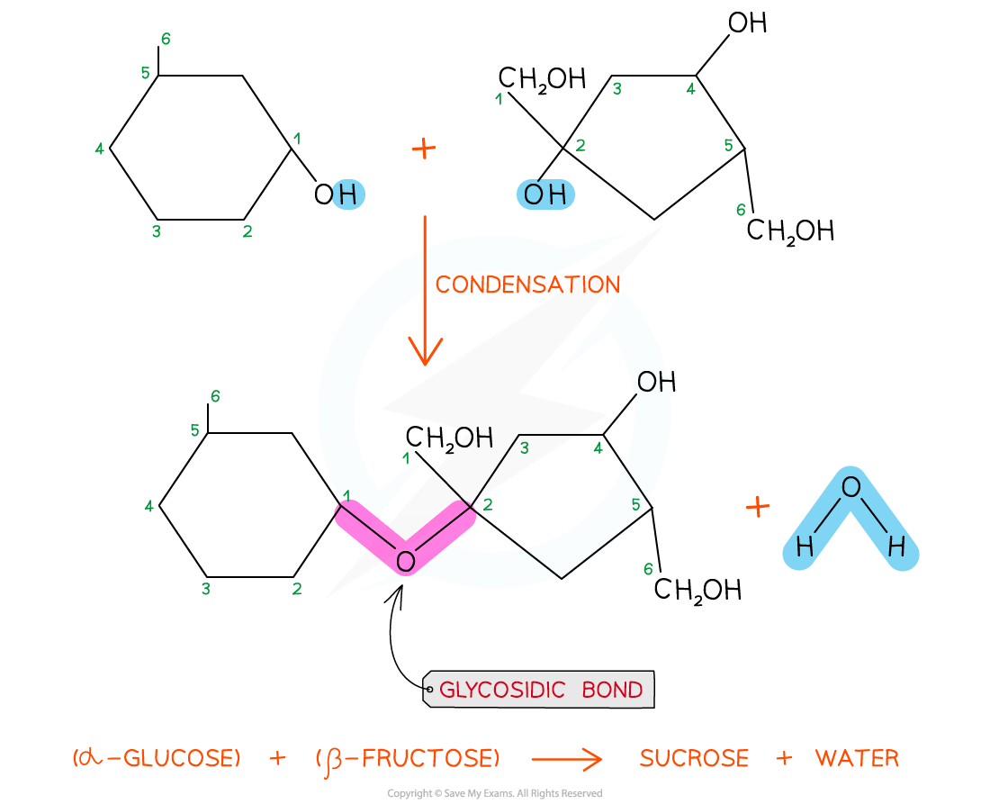 Sucrose formation, downloadable AS & A Level Biology revision notes