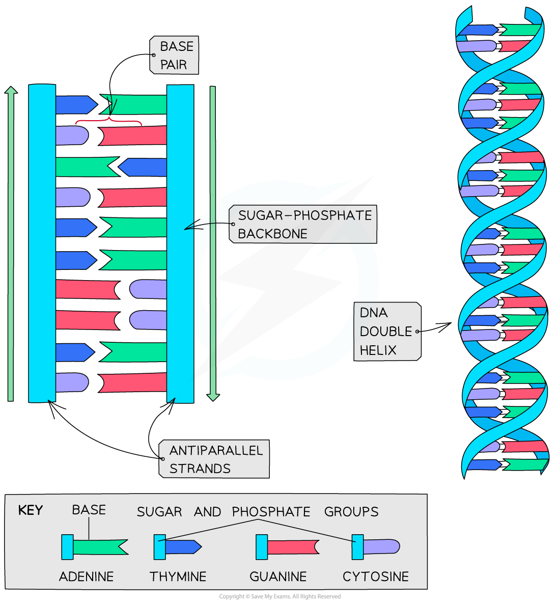 DNA double helix formation, downloadable AS & A Level Biology revision notes