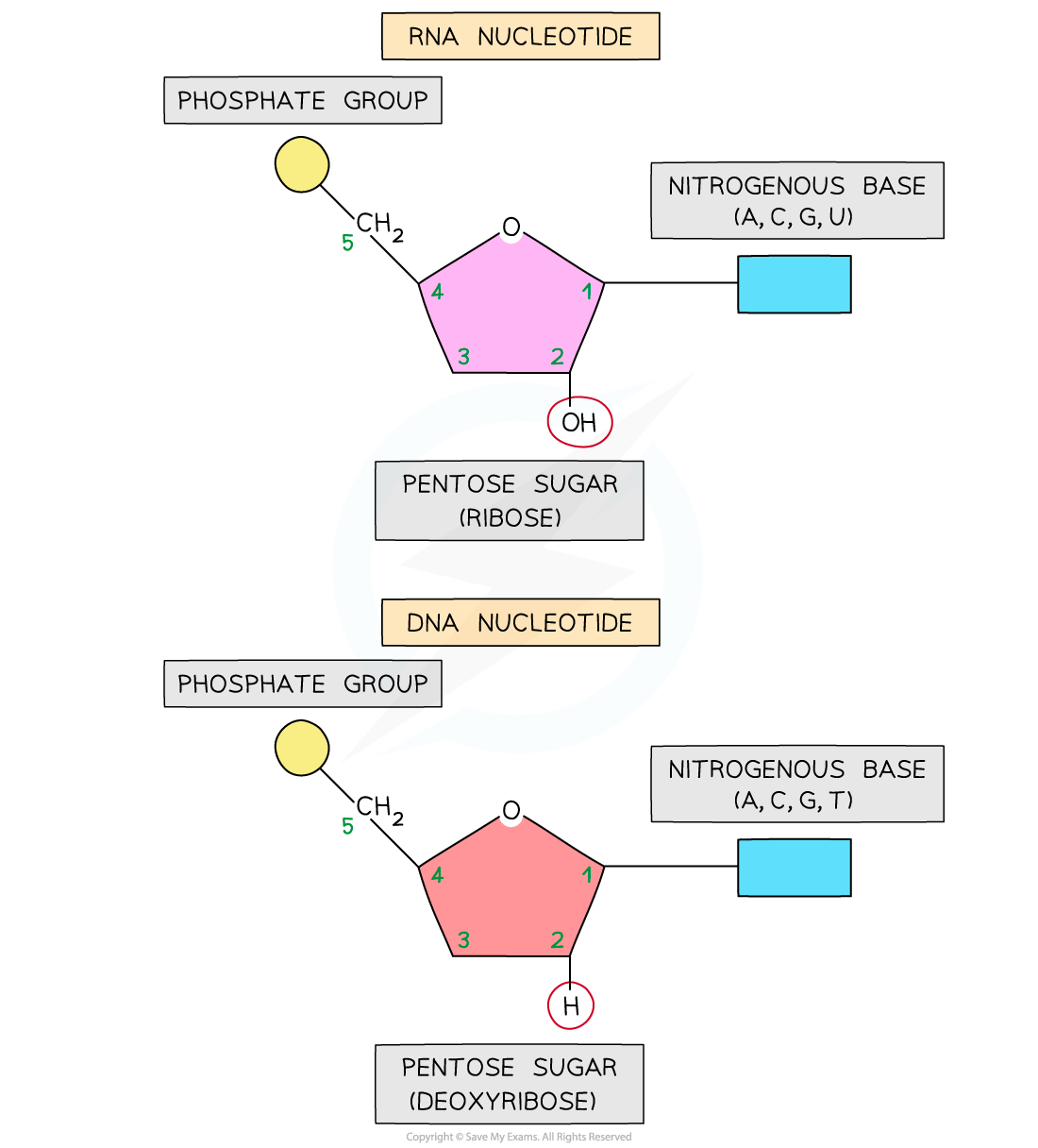 Comparison between RNA nucleotide and DNA nucleotide, downloadable AS & A Level Biology revision notes