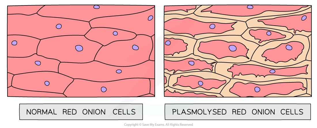 Plasmolysis of red onion cells, downloadable AS & A Level Biology revision notes