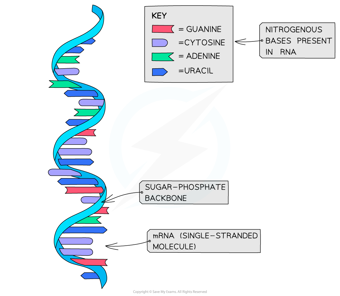 mRNA as an example of RNA structure, downloadable AS & A Level Biology revision notes