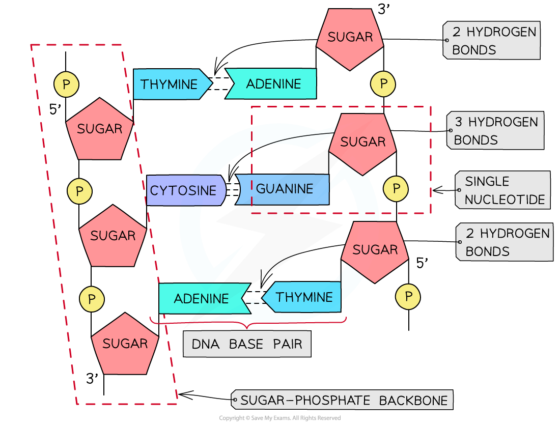 DNA molecule with hydrogen bonding, downloadable AS & A Level Biology revision notes