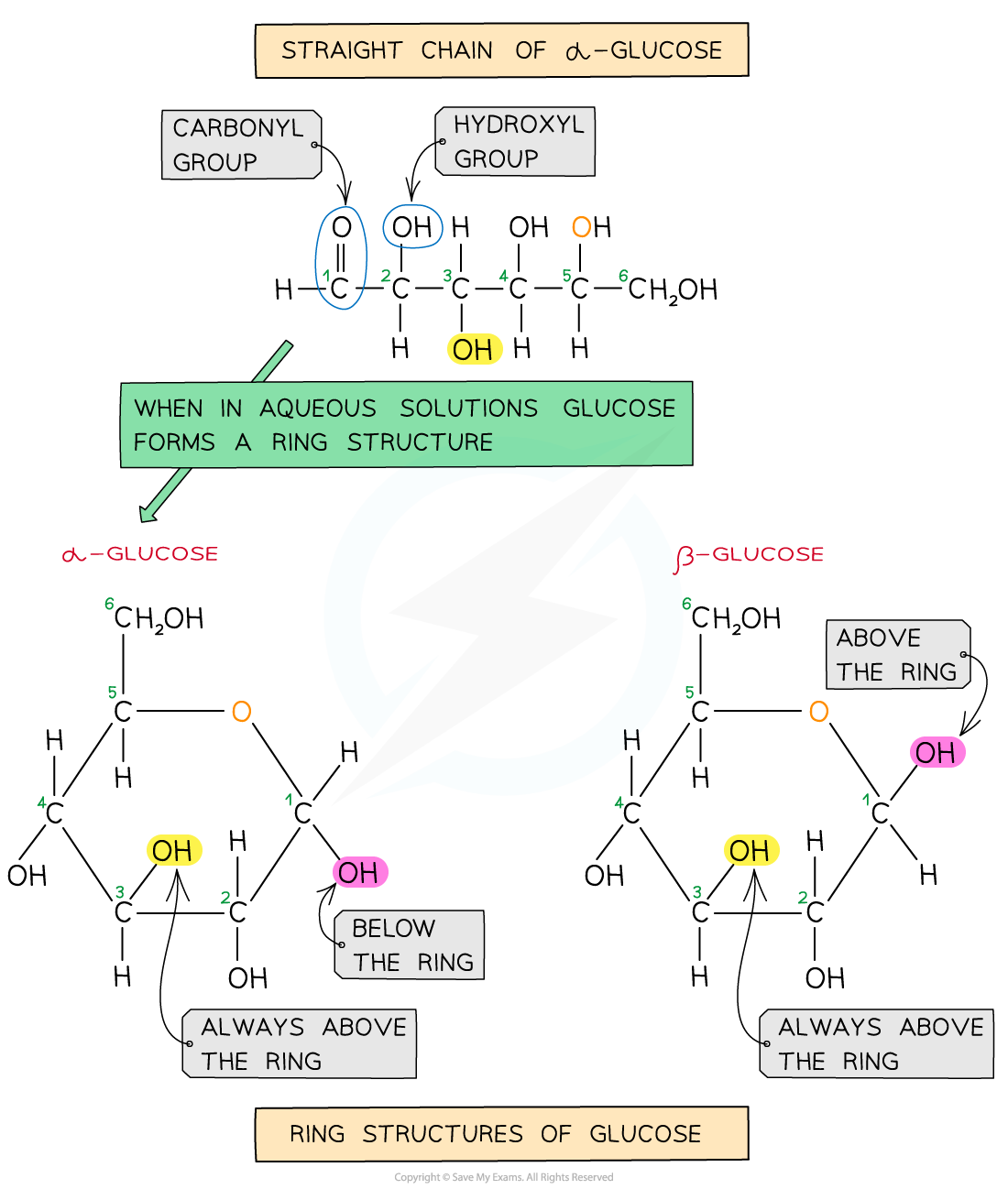 The Two Forms of Glucose, downloadable AS & A Level Biology revision notes