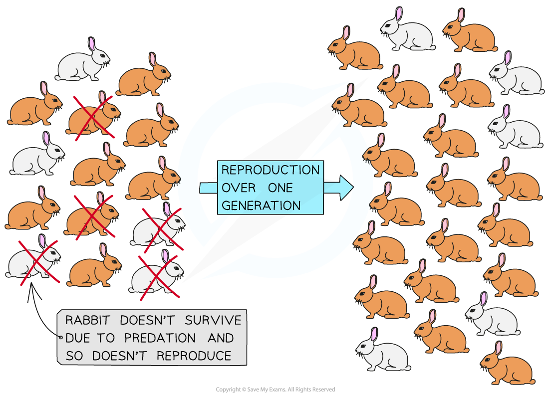 White and brown rabbits, downloadable AS & A Level Biology revision notes