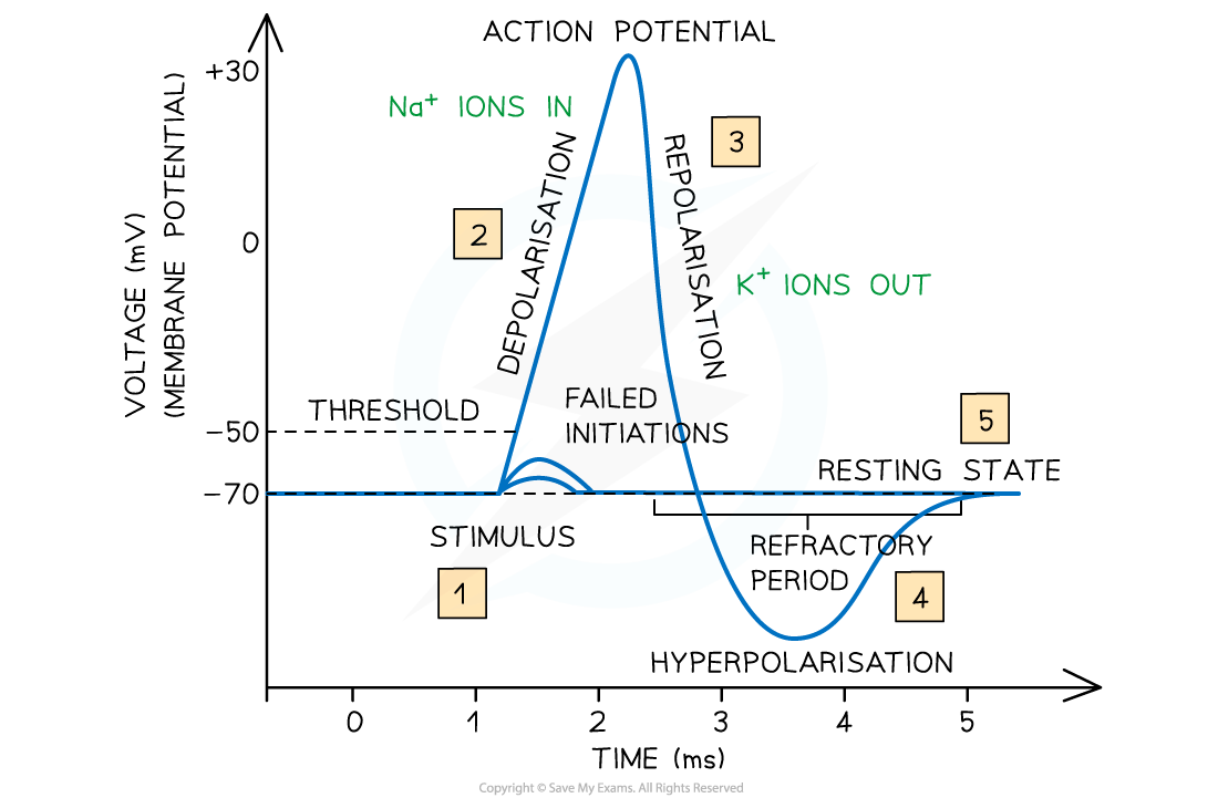 Action potential graph, downloadable AS & A Level Biology revision notes