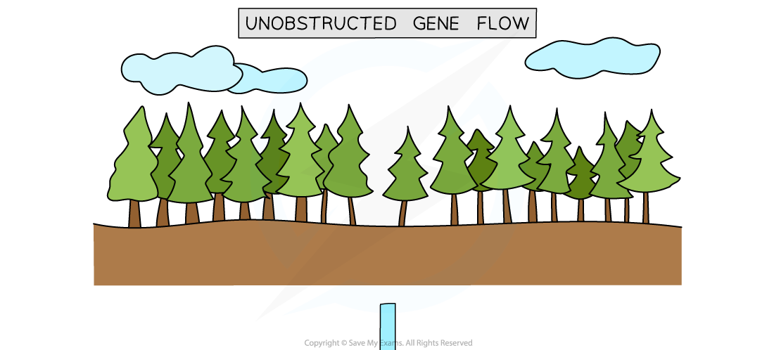 Allopatric speciation in trees (1), downloadable AS & A Level Biology revision notes