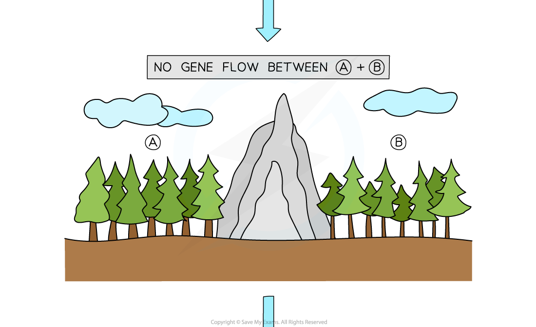 Allopatric speciation in trees (2), downloadable AS & A Level Biology revision notes