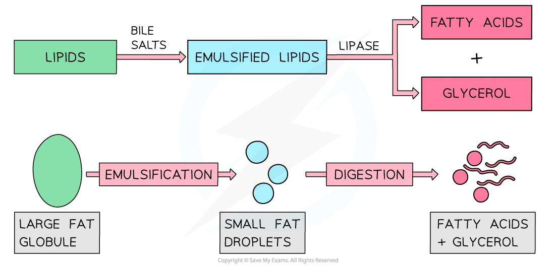 Digestion of Lipids, downloadable AS & A Level Biology revision notes