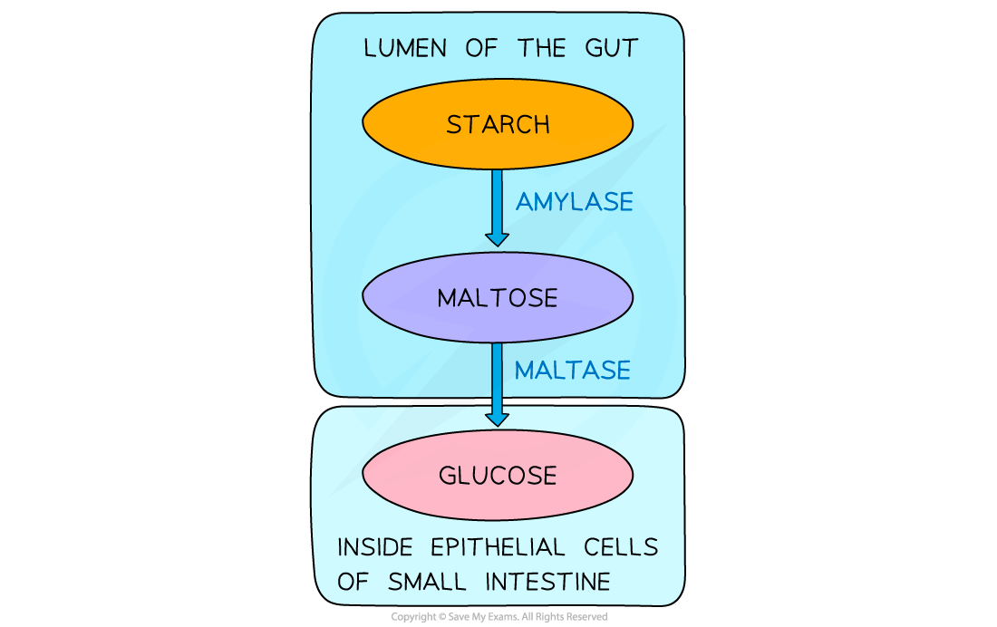 Digestion of Starch, downloadable AS & A Level Biology revision notes